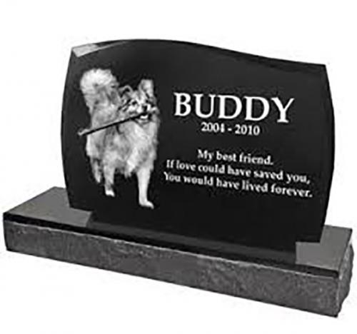 buddy-pets